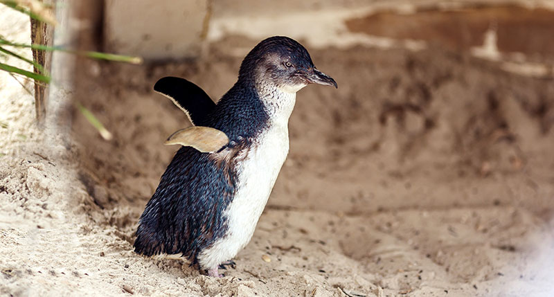 little-penguin